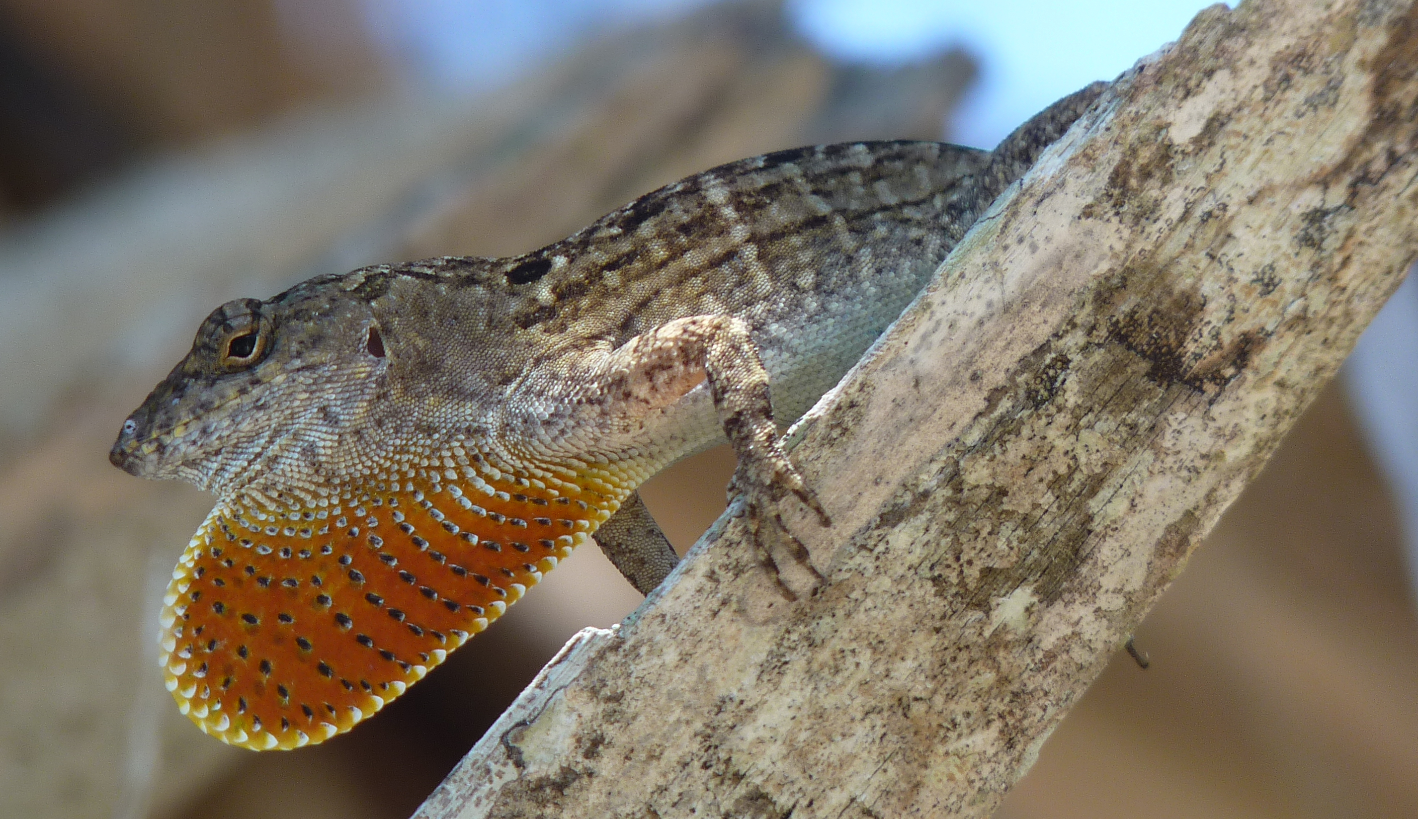 Brown Anole Lizard A brown anole lizard with an inflated dewlap stands on piece of dead wood