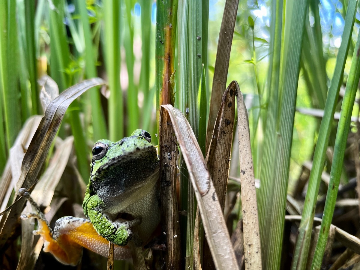 Gray Tree Frog A gray tree frog clings to marsh grasses