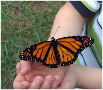 A child holding a butterfly in the palm of his hand on what looks like a summer day
