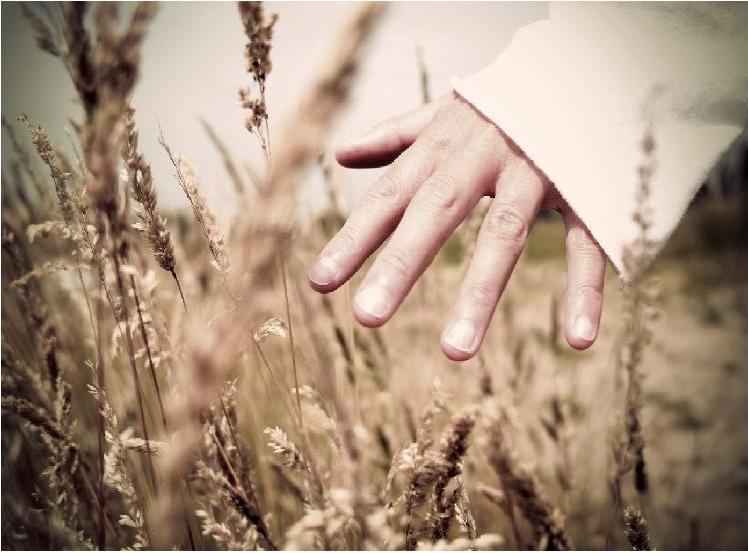 A hand brushing against small plants as the person walks through a field.