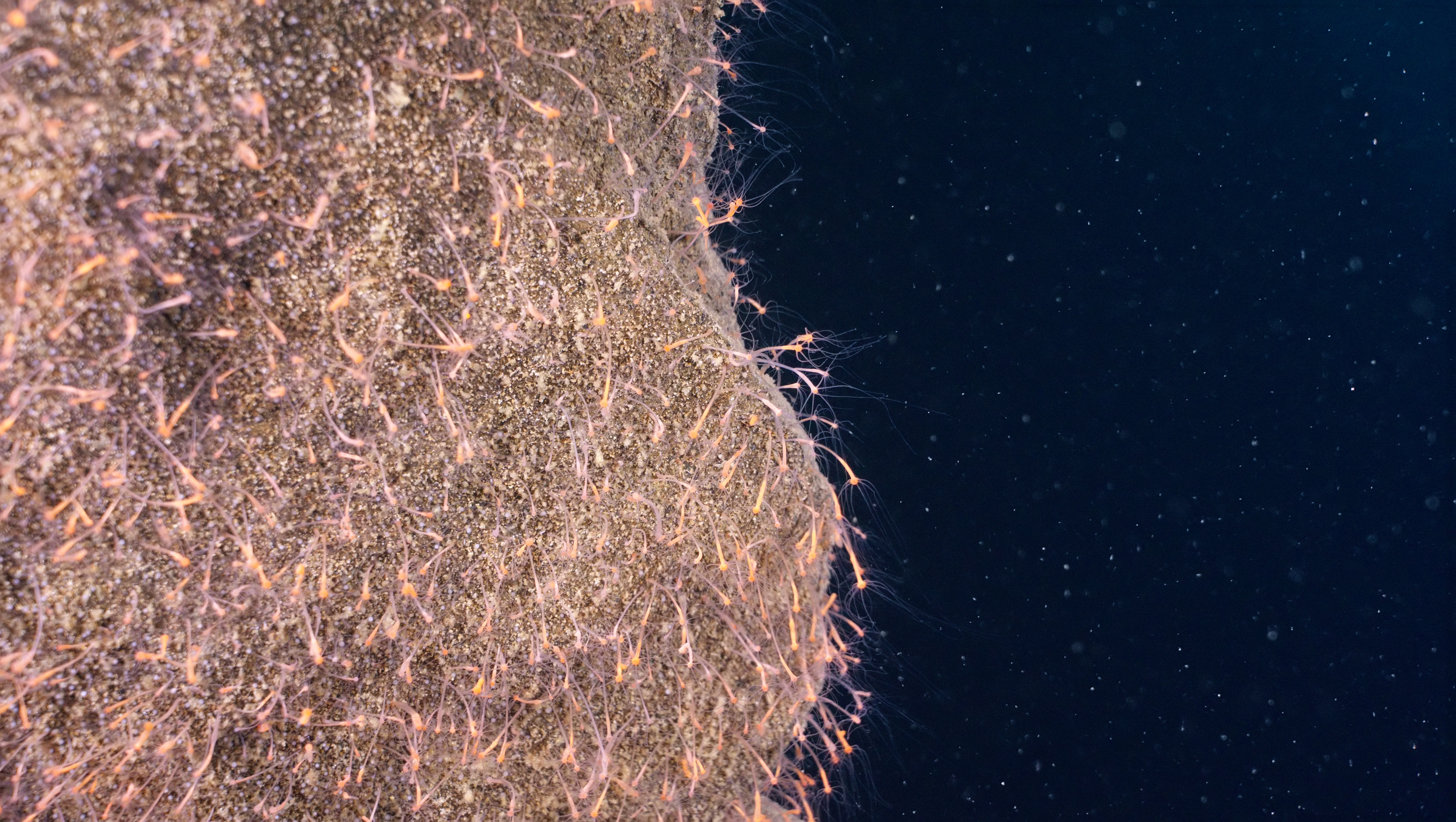 Hydra-covered Cliff Face A cliff face of the Superior Shoal covered with luminescent hydra