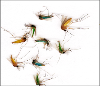 Dead Mosquitoes Several brightly coloured dead mosquitoes