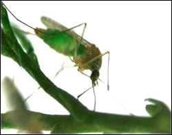 Green Mosquito A green mosquito feeds on a plant