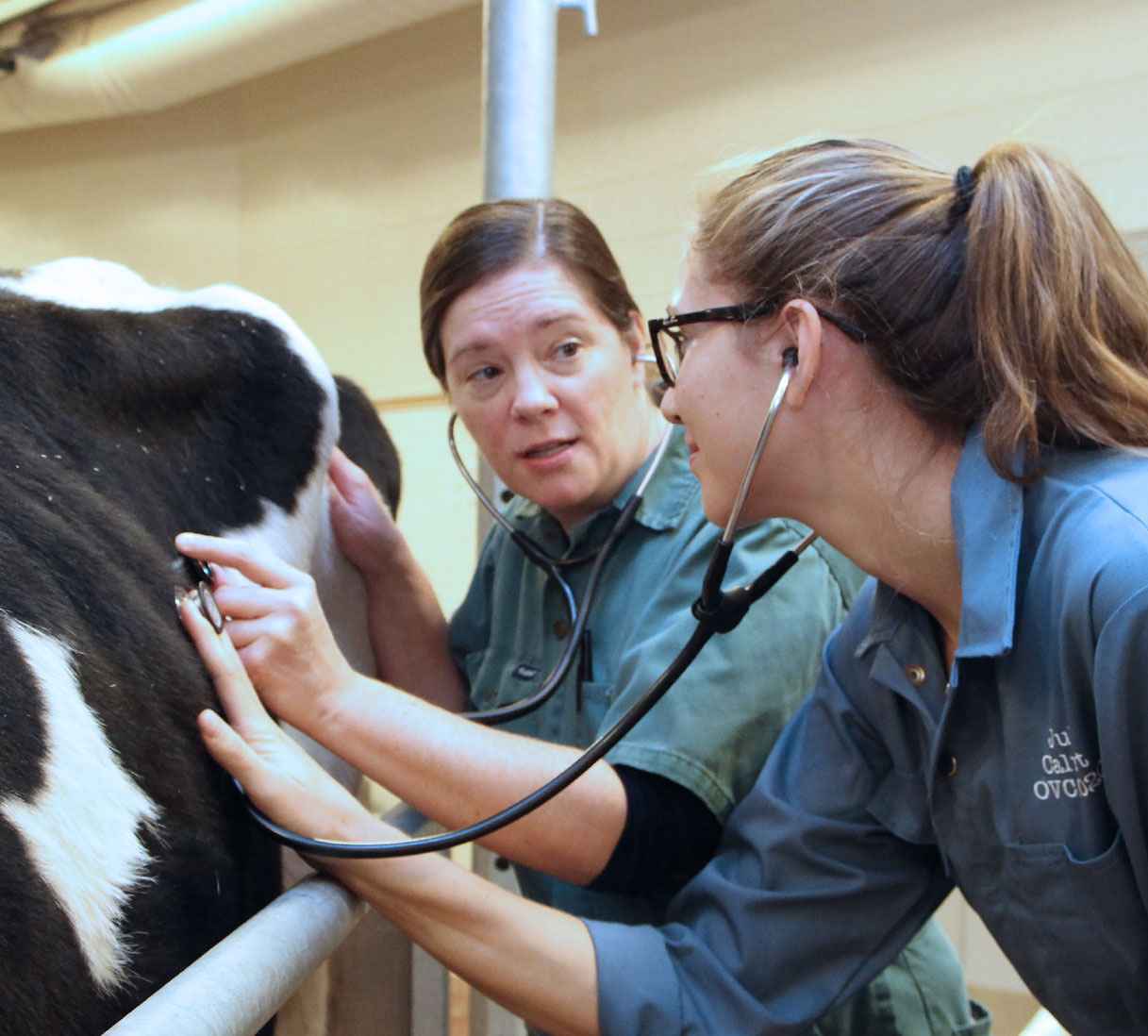 Vets & Cow Two female veterinarians use stethoscopes to listen to the heartbeat of a cow