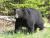 A black bear walking through the grass