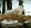 A wolf lying down at the base of a tree