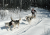 Dog sledding in the Thunder Bay area