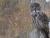 An owl sitting on a fence, looking at the photographer