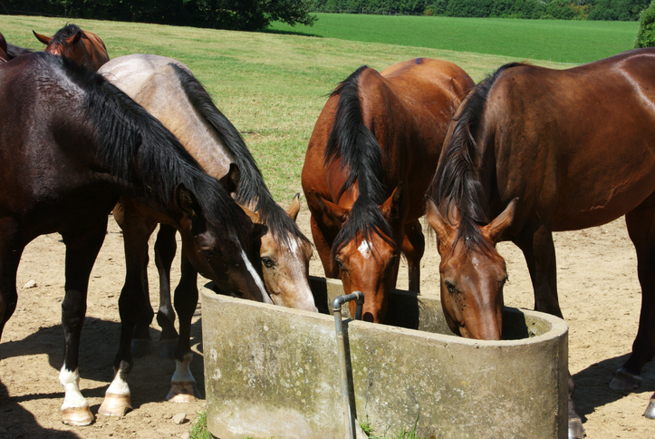 Horses getting water together