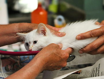 A vet checking a cat