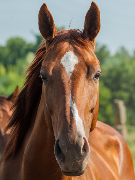A horse is a horse of course